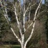 Betula Utilis 'Snow Queen' 12 Litre 1 Betula Utilis 'Snow Queen' 12 Litre -HANS Garden Shop 0010030720 20Betula20Snow20Queen