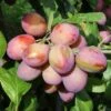 Victoria Plum Bush 12 Litre 2 Victoria Plum Bush 12 Litre -HANS Garden Shop 00100324 Victoria Plum Bush 12 Litre