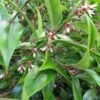 Sarcococca Orientalis 2.5 Litre 1 Sarcococca Orientalis 2.5 Litre -HANS Garden Shop 00118767 Sarcococca orientalis 1 JW