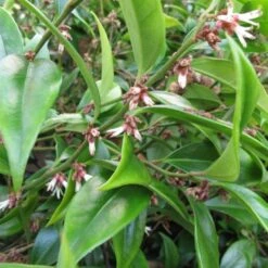 Sarcococca Orientalis 2.5 Litre