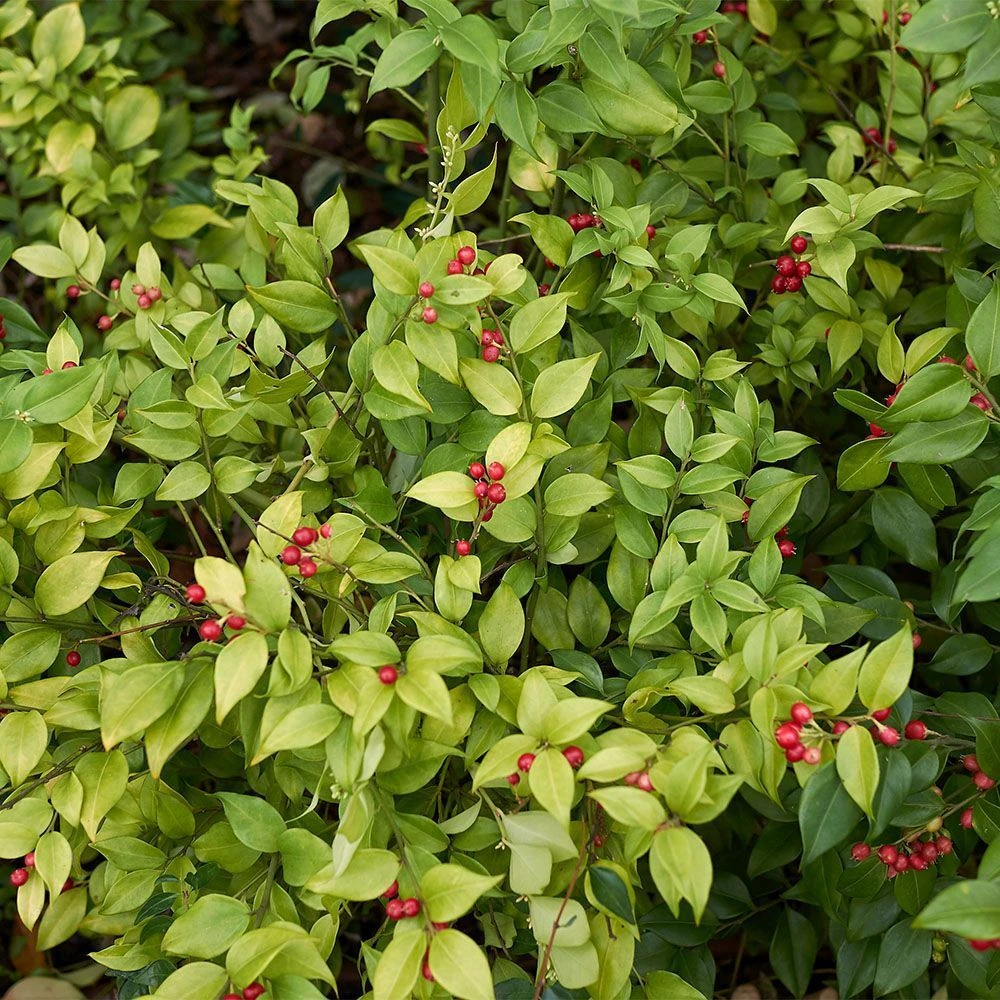 Sarcococca Ruscifolia 2.5 Litre 3 Sarcococca Ruscifolia 2.5 Litre