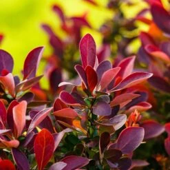 Berberis Thunbergii 'Fireball' 3 Litre