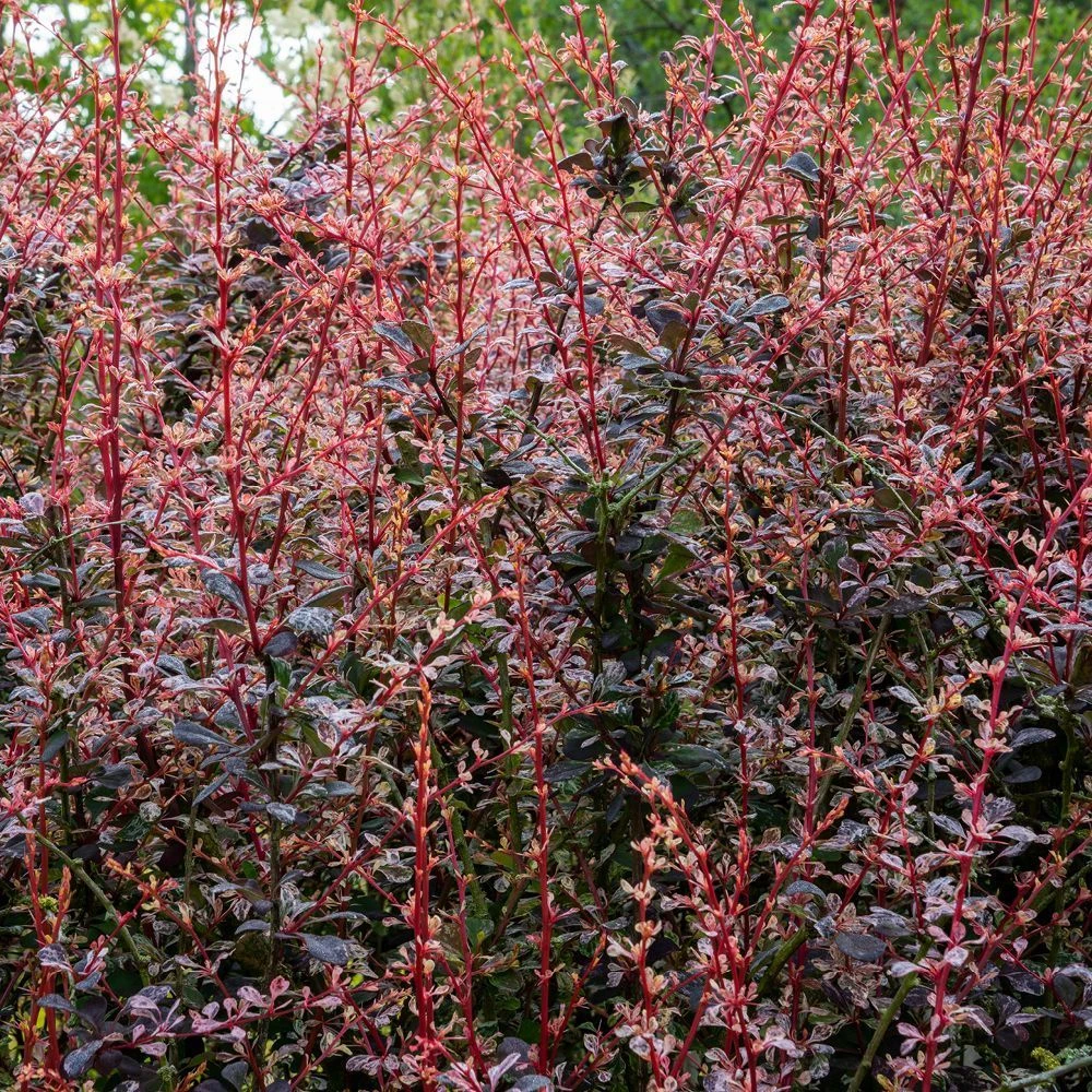 Berberis Thunbergii 'Rose Glow' 3 Litre 3 Berberis Thunbergii 'Rose Glow' 3 Litre