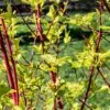 Cornus Alba 'Sibirica' 3 Litre 1 Cornus Alba 'Sibirica' 3 Litre -HANS Garden Shop 00127734 Cornus20Sibirica shutterstock 1696257154