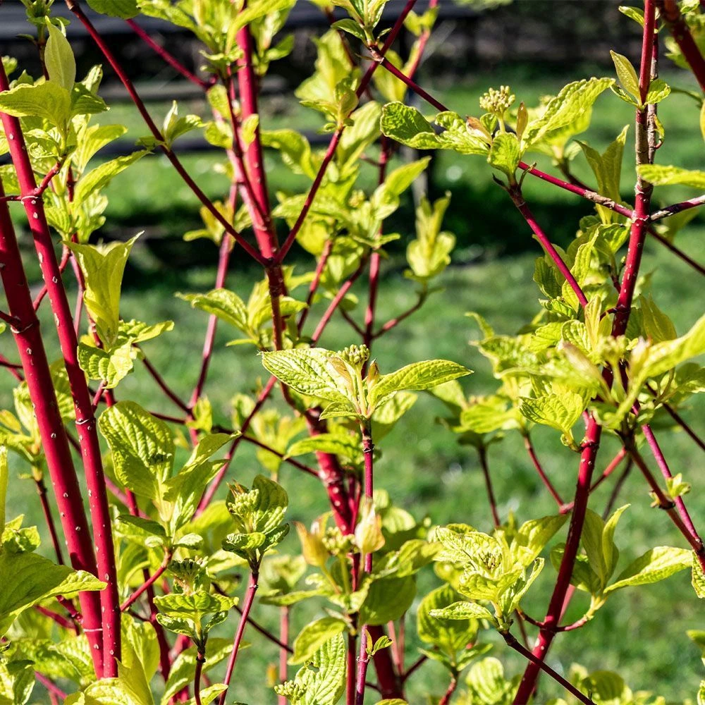 Cornus Alba 'Sibirica' 3 Litre 3 Cornus Alba 'Sibirica' 3 Litre