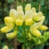 Coronilla Glauca 'Citrina' 3 Litre 2 Coronilla Glauca 'Citrina' 3 Litre -HANS Garden Shop 00127751 Coronilla Glauca Citrina Liss Forest SS