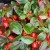 Gaultheria Procumbens 2 Litre 1 Gaultheria Procumbens 2 Litre -HANS Garden Shop 00127889 Gaultheria20Procumbens shutterstock 1288892947