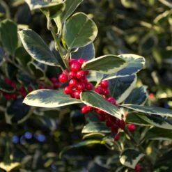 Ilex Altaclerensis 'Golden King' 3 Litre