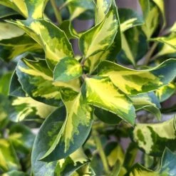 Ilex Altaclerensis 'Lawsoniana' 3 Litre