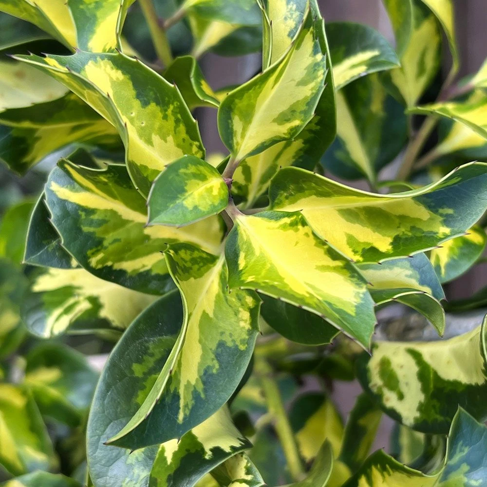 Ilex Altaclerensis 'Lawsoniana' 3 Litre 3 Ilex Altaclerensis 'Lawsoniana' 3 Litre