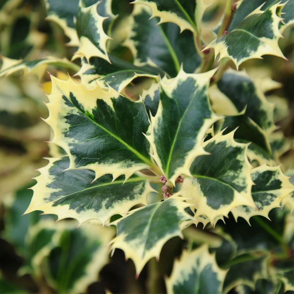 Ilex Aquifolium 'Argentea Marginata' 3 Litre 3 Ilex Aquifolium 'Argentea Marginata' 3 Litre