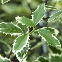 Ilex Aquifolium 'Handsworth New Silver' 3 Litre