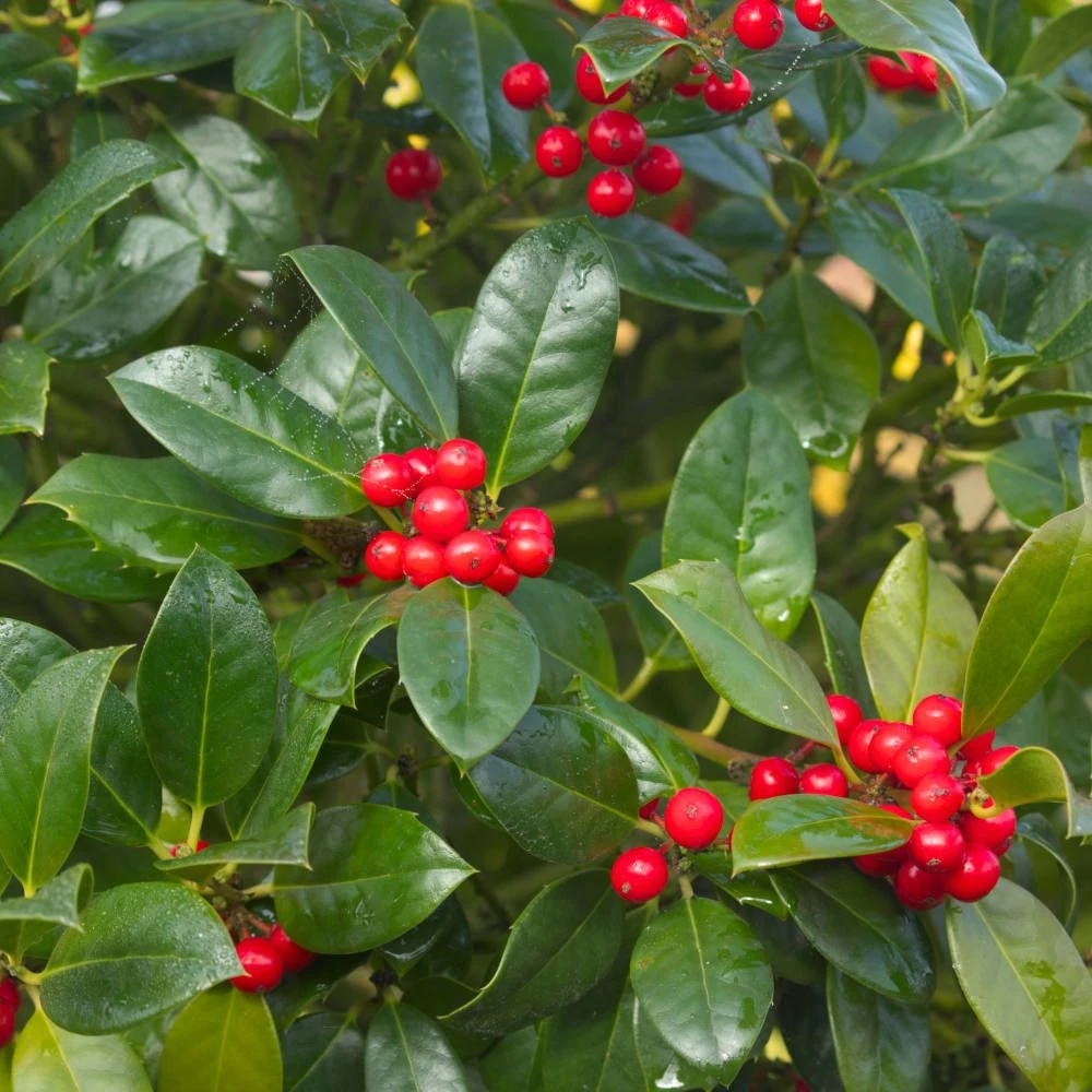 Ilex Aquifolium 'J. C. Van Tol' 3 Litre 3 Ilex Aquifolium 'J. C. Van Tol' 3 Litre