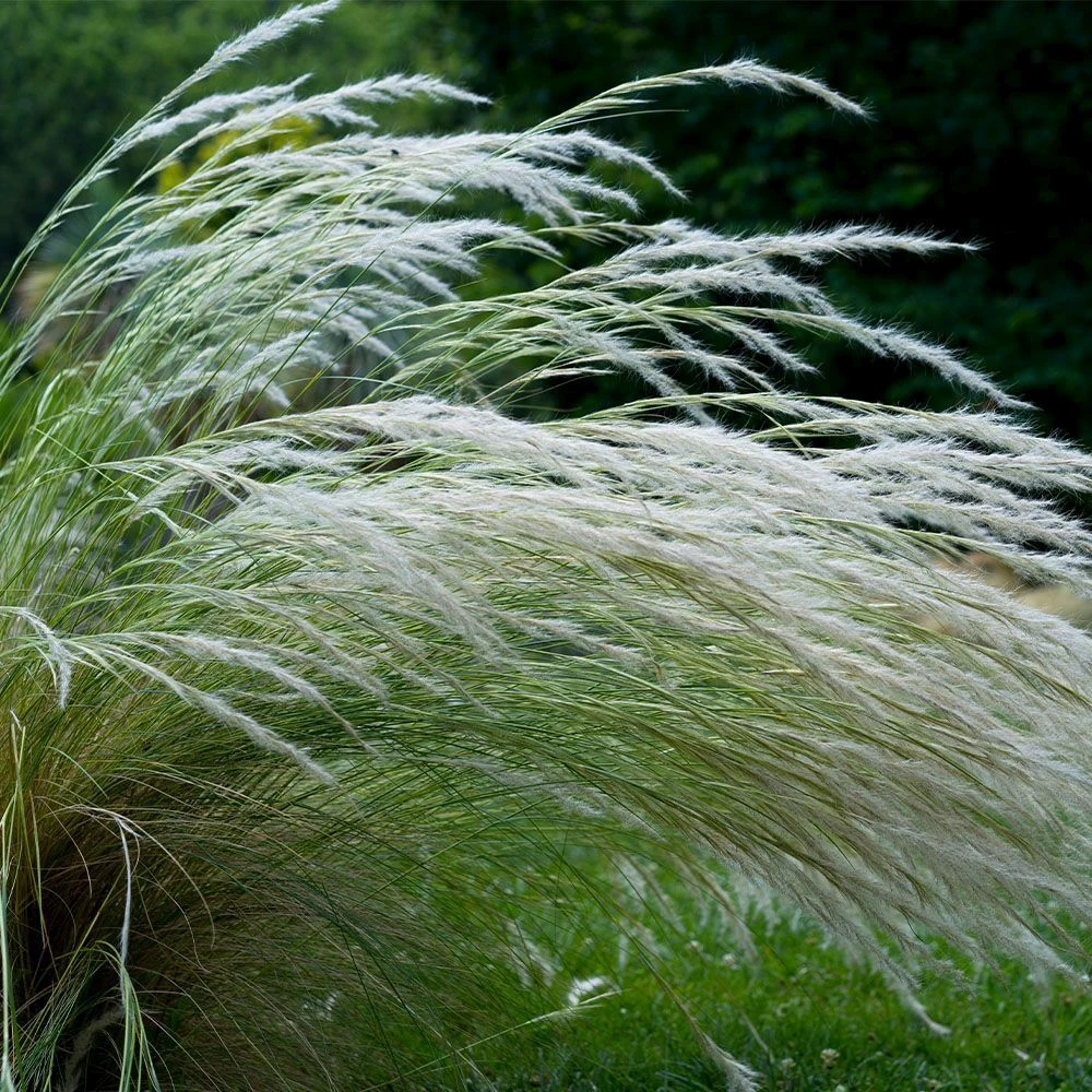 Jarava Ichu 3 Litre 3 Jarava Ichu 3 Litre