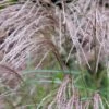 Miscanthus Sinensis 'Flamingo' 3 Litre 1 Miscanthus Sinensis 'Flamingo' 3 Litre -HANS Garden Shop 0012806720 20Miscanthus20Flamingo shutterstock 2062466348