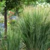 Panicum Virgatum 'Northwind' 3 Litre 2 Panicum Virgatum 'Northwind' 3 Litre -HANS Garden Shop 0012807220 20Panicum20Northwind shutterstock 1925762513