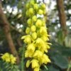 Mahonia Media 'Charity' 3 Litre 1 Mahonia Media 'Charity' 3 Litre -HANS Garden Shop 00128187 Mahonia media Charity 12 JW