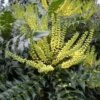 Mahonia Media 'Winter Sun' 3 Litre 2 Mahonia Media 'Winter Sun' 3 Litre -HANS Garden Shop 00128188 Mahonia Winter Sun