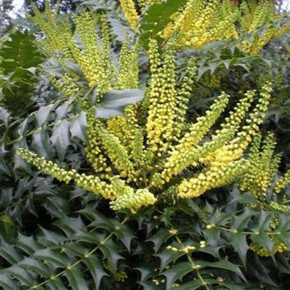 Mahonia Media 'Winter Sun' 3 Litre 3 Mahonia Media 'Winter Sun' 3 Litre