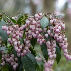 Pieris Japonica 'Katsura' 4 Litre
