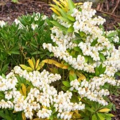 Pieris Japonica 'Prelude' 3 Litre