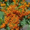 Pyracantha 'Golden Charmer' 3 Litre 1 Pyracantha 'Golden Charmer' 3 Litre -HANS Garden Shop 0012830820 20Pyracantha20Golden20Charmer20320Litre shutterstock 1890058621