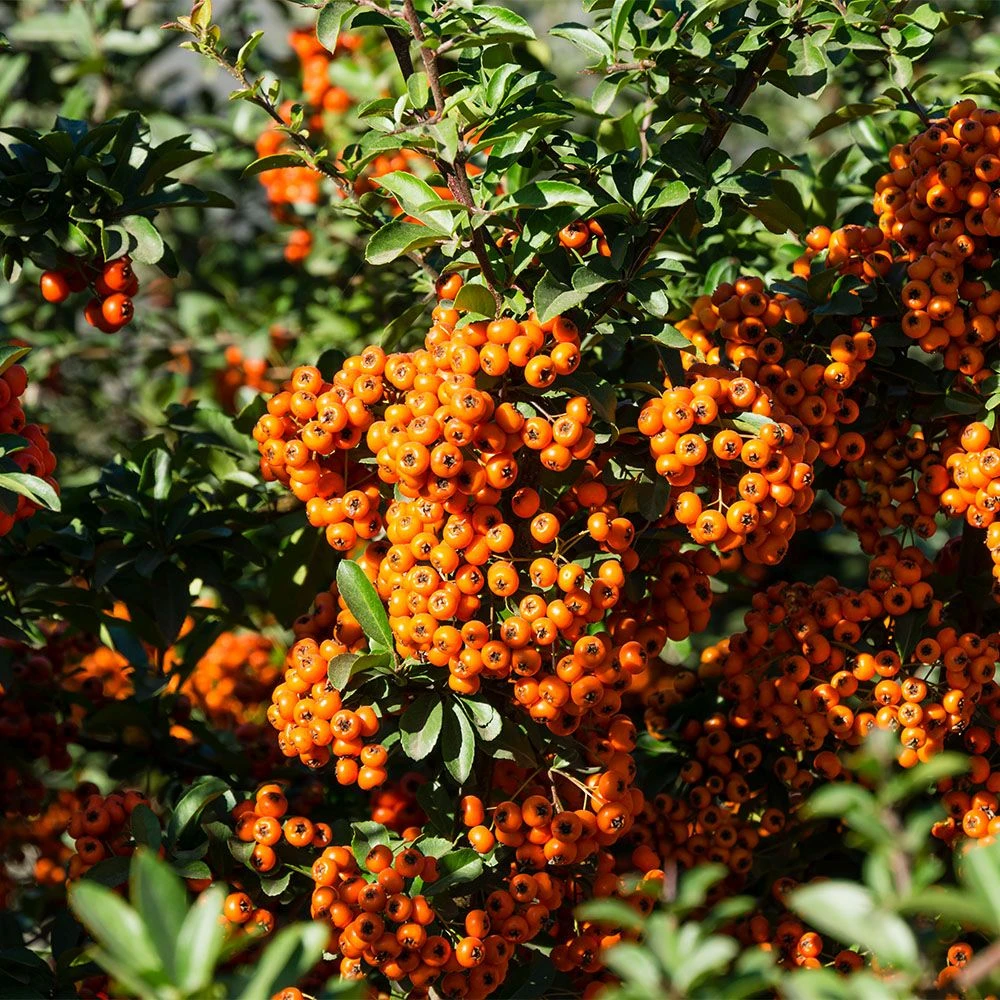 Pyracantha 'Orange Glow' 3 Litre 3 Pyracantha 'Orange Glow' 3 Litre