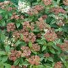Viburnum Tinus 'Eve Price' 3 Litre 1 Viburnum Tinus 'Eve Price' 3 Litre -HANS Garden Shop 00128470 N0109241 Viburnum tinus Eve Price 1