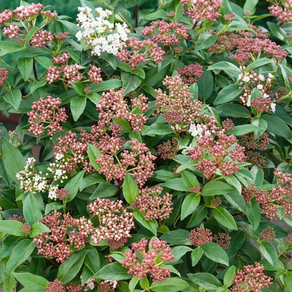 Viburnum Tinus 'Eve Price' 3 Litre 3 Viburnum Tinus 'Eve Price' 3 Litre