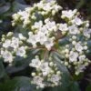 Viburnum Tinus 'Gwenllian' 3 Litre 2 Viburnum Tinus 'Gwenllian' 3 Litre -HANS Garden Shop 00128471 viburnum tinus gwenllian