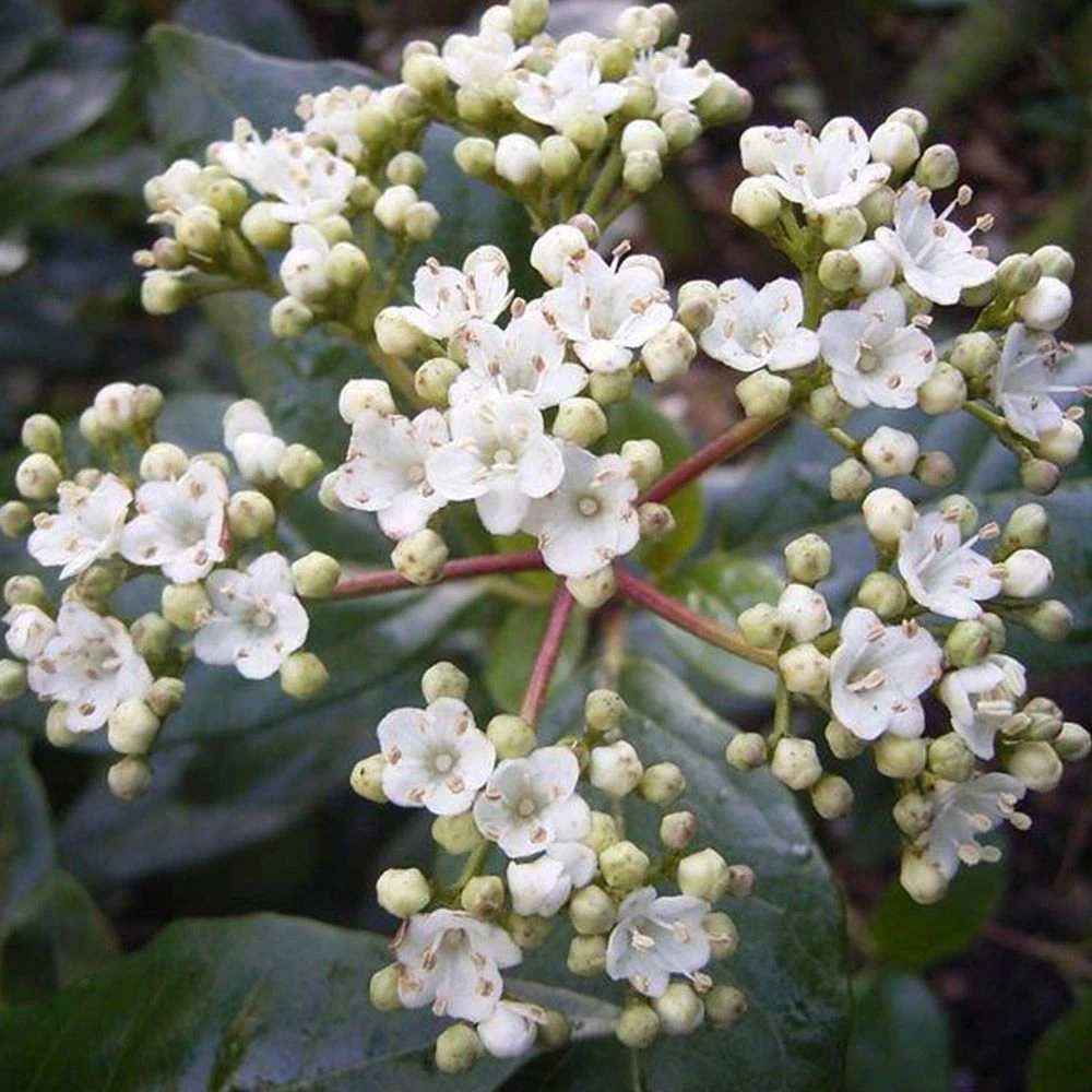 Viburnum Tinus 'Gwenllian' 3 Litre 3 Viburnum Tinus 'Gwenllian' 3 Litre