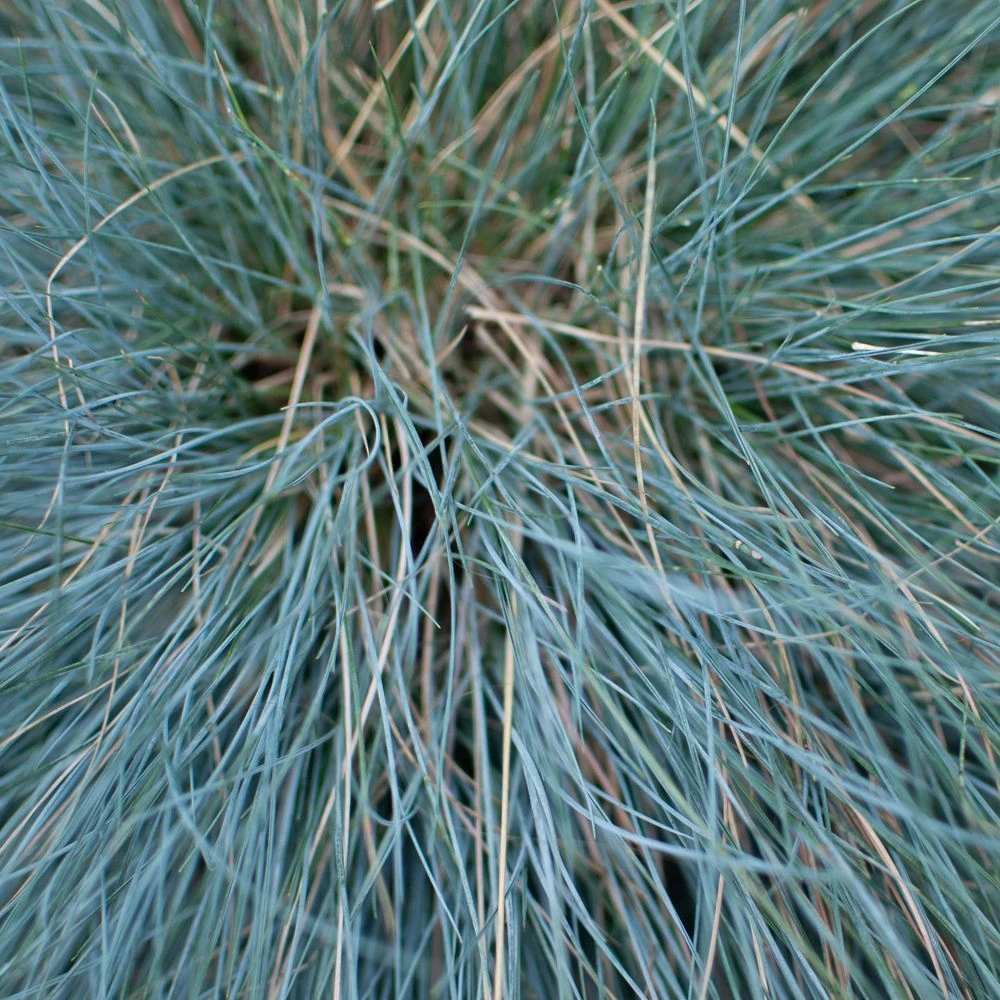Festuca Glauca 'Intense Blue®' - 2 Litre 3 Festuca Glauca 'Intense Blue®' - 2 Litre