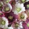 Harvington Helleborus Singles In Variety 2 Litre 1 Harvington Helleborus Singles In Variety 2 Litre -HANS Garden Shop 0017425020 20october 1000x1000 6
