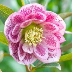 Harvington Helleborus Doubles In Variety 2 Litre