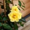 Patio Climbing Rose Mixed 5 Litre 1 Patio Climbing Rose Mixed 5 Litre -HANS Garden Shop 00174482 mini20climb20rose20Laura20Ford20close
