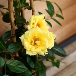 New Products 7 Patio Climbing Rose Mixed 5 Litre