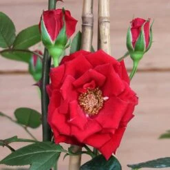 New Products -HANS Garden Shop 00174483 mini20climb20rose20loveknot20flower