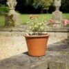 Harrogate Pot Small 1 Harrogate Pot Small -HANS Garden Shop 00189192 HarrogateSmall