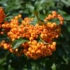Pyracantha Saphyr 'Cadange' 3 Litre 1 Pyracantha Saphyr 'Cadange' 3 Litre -HANS Garden Shop 0021320020 20Pyracantha20Saphyr20Cadange20320Litre shutterstock 1164127324