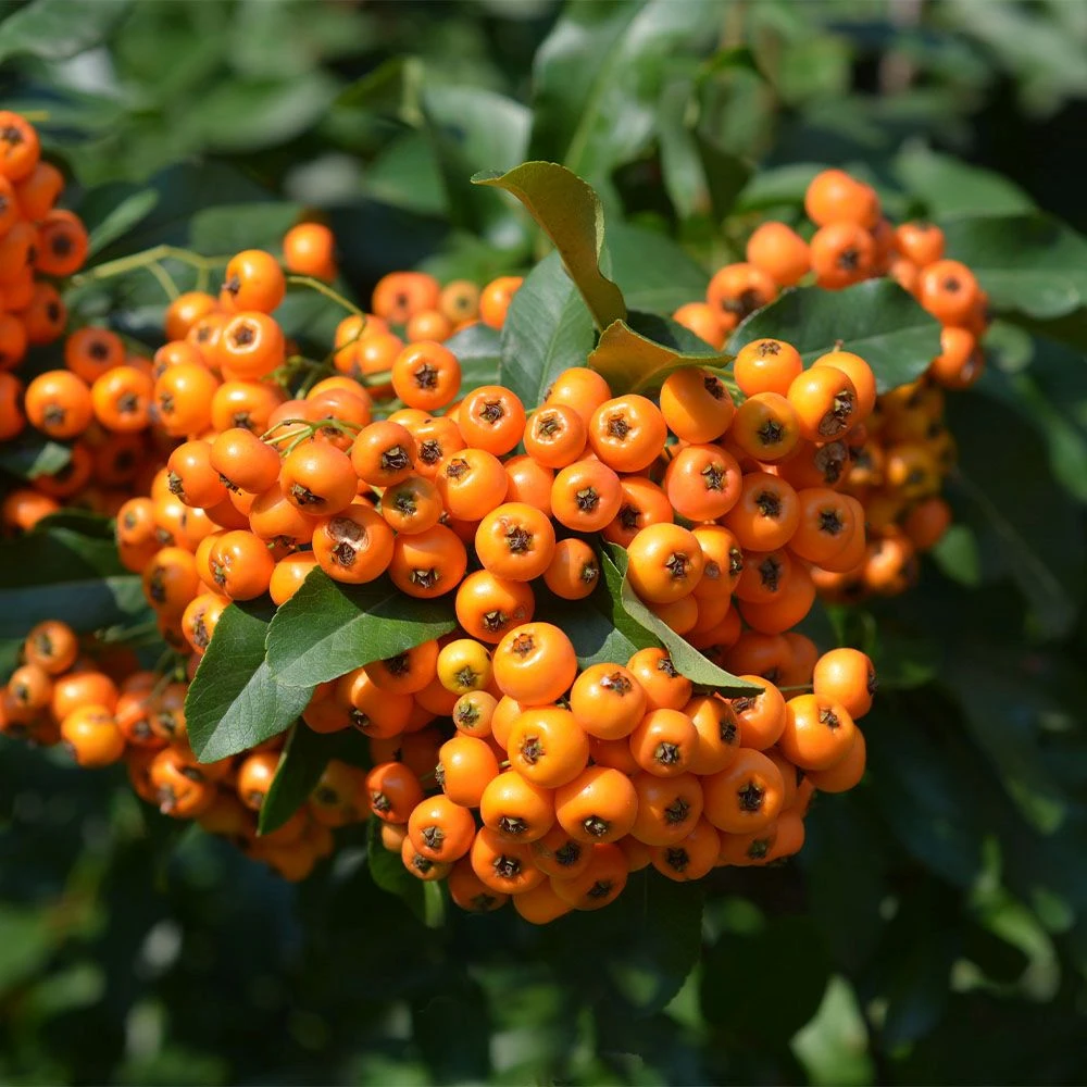 Pyracantha Saphyr 'Cadange' 3 Litre 3 Pyracantha Saphyr 'Cadange' 3 Litre