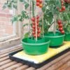 Plant Halos Green - Set Of 3 2 Plant Halos Green - Set Of 3 -HANS Garden Shop 00220172 G167G Plant Halos on Grow Bag with tomatoes
