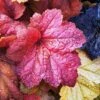 Heuchera Collection 3 Litre 1 Heuchera Collection 3 Litre -HANS Garden Shop 00229826 Heuchera Month Off SS