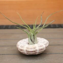 Air Plant - Hanging Sea Urchin 7 Air Plant - Hanging Sea Urchin -HANS Garden Shop 0030640320 20Sea20Urchin20Medium 5060110462346 IMG 8070