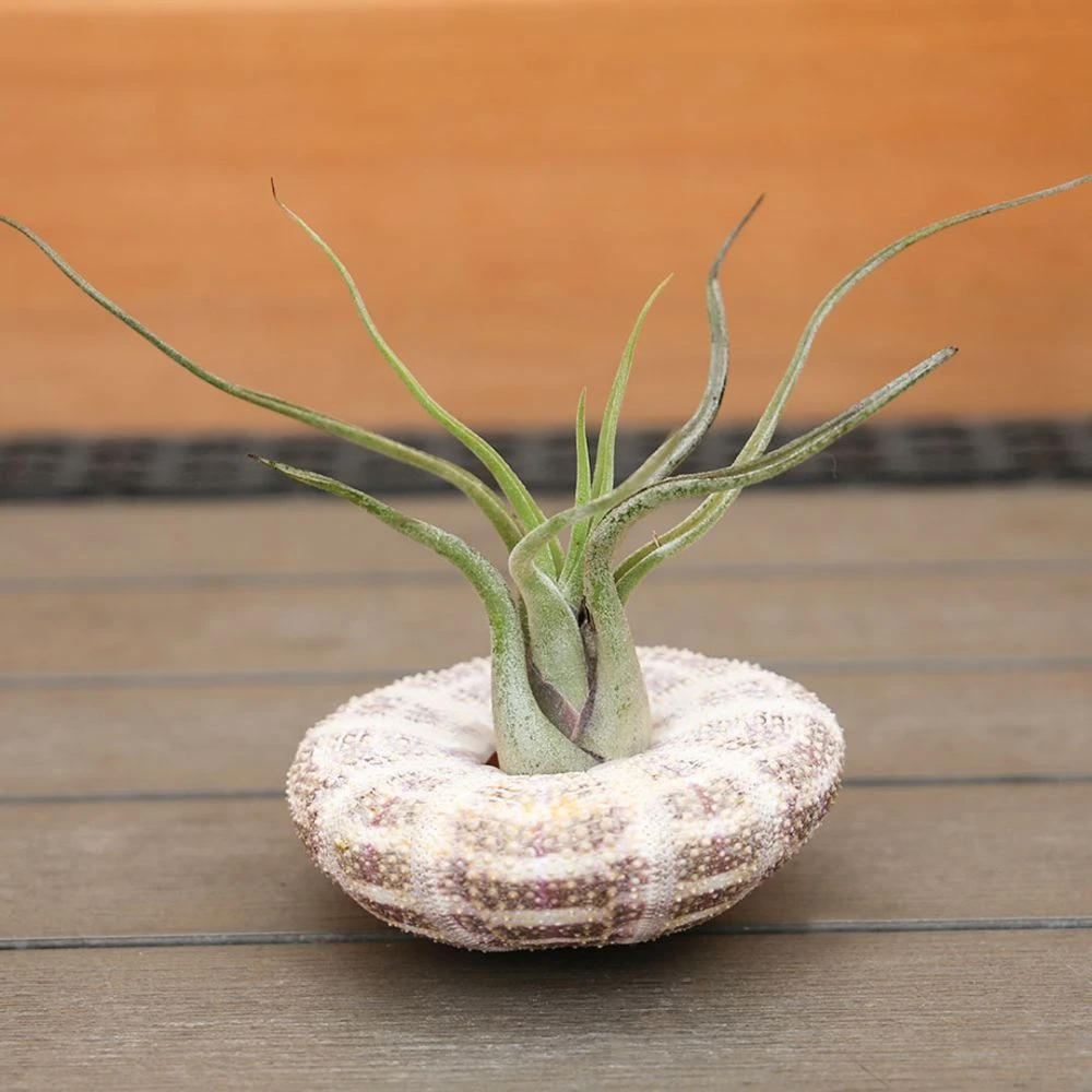 Air Plant - Hanging Sea Urchin 5 Air Plant - Hanging Sea Urchin - Image 3