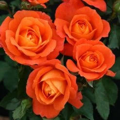 Patio Climbing Rose Mixed 5 Litre 9 Patio Climbing Rose Mixed 5 Litre -HANS Garden Shop 00324196 SUPER TROUPER A