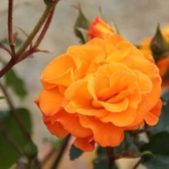 Patio Standard Rose Mixed 5 Litre 7 Patio Standard Rose Mixed 5 Litre -HANS Garden Shop 00324222 Precious Amber IMG 1812