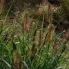 Pennisetum 'Dark Desire' 3 Litre 1 Pennisetum 'Dark Desire' 3 Litre -HANS Garden Shop 00327234 Pennisetum Dark Desire4126 LFN