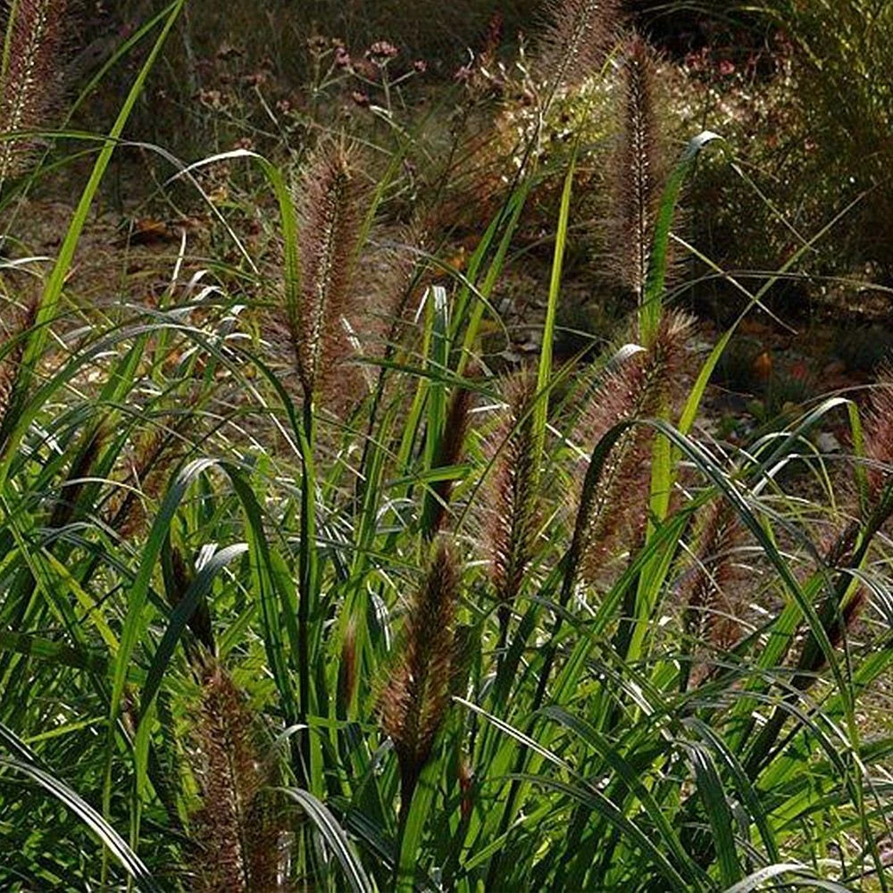 Pennisetum 'Dark Desire' 3 Litre 3 Pennisetum 'Dark Desire' 3 Litre