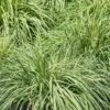 Carex Oshimensis 'Everlime' 3 Litre 1 Carex Oshimensis 'Everlime' 3 Litre -HANS Garden Shop 10002697 shutterstock 1772390078