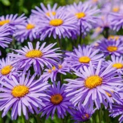 Aster Collection 3 Litre